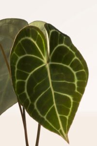 ZURA Anthurium Clarinervium