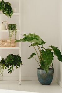 ZURA Alocasia California