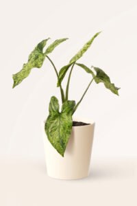 ZURA Syngonium Variegata