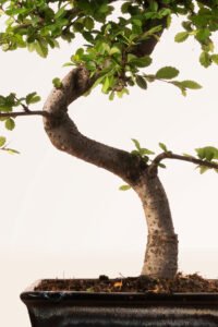 ZURA Bonsái Zelkova 8 años