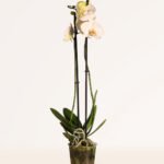 ZURA Orquídea Blanca