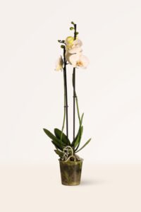ZURA Orquídea Blanca