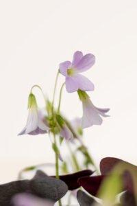 ZURA Oxalis Triangularis