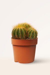ZURA Notocactus