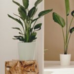 ZURA Strelitzia Reginae CÓMO CUIDAR AGLAONEMA SILVER QUEEN Luz: crece genial con luz indirecta pero puede vivir en condiciones de sombra. Riego moderado: en verano riega 1 vez por semana | En invierno riega cada 2-3 semanas. Comprueba que la tierra está seca antes de volverla a regar ¿Cómo se si está realmente seca? muy fácil, introduce el dedo o un palito de madera y si al sacarlo, si la tierra no se queda adherida querrá decir que está completamente seca y podrás volver a regar. Temperatura: ideal entre los 15 y los 20ºC. Sufre por debajo de los 10º Crecimiento: en condiciones ideales, puede crecer hasta alcanzar 1,5 metros de altura. Fertilizante: abonar 2 veces al mes en primavera/verano y 1 vez al mes en otoño/invierno. Origen: la Aglaonema es nativa de las selvas tropicales húmedas del sudoeste de Asia desde Bangladés a Filipinas y norte y sur de China. Mini Tip: limpia las hojas con un algodón o trapo húmedo para eliminarlas partículas de polvo que se acumulan sobre ellas. Conviene pulverizarlas con agua regularmente.
