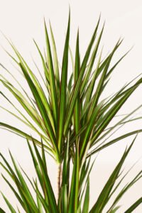ZURA Dracaena Marginata Bicolor