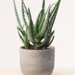 ZURA Aloe Vera Arborescens