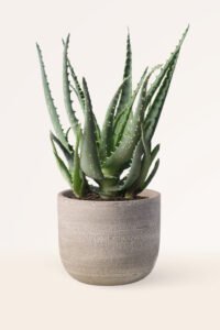 ZURA Aloe Vera Arborescens