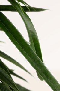 ZURA Ficus Alii