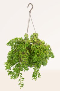 ZURA Cotyledon Pendens