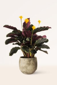 ZURA Maranta Crocata
