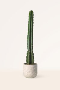 ZURA Cactus Trichocereus Pachanoi