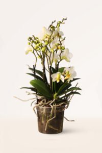 ZURA Orquídea Blanca XL