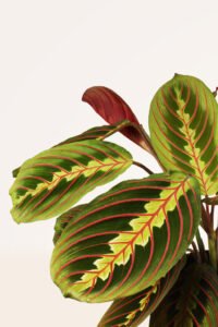 ZURA Maranta Leuconeura