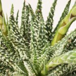 ZURA Aloe humilis Safari Maria