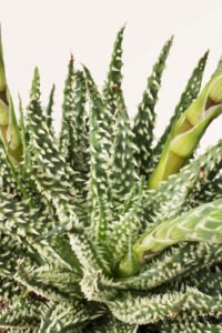 ZURA Aloe humilis Safari Maria