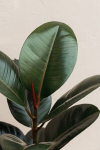 ZURA Ficus Elastica Abidjan