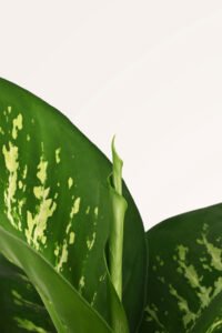 ZURA Dieffenbachia Tropic Snow