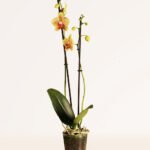 ZURA Orquídea Amarilla Moteada