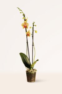 ZURA Orquídea Amarilla Moteada