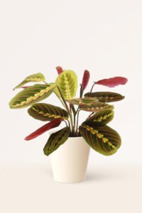ZURA Maranta Leuconeura