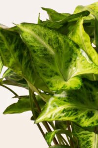 ZURA Syngonium Podophyllum