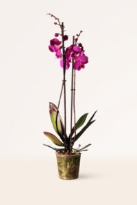 ZURA Orquídea Violeta