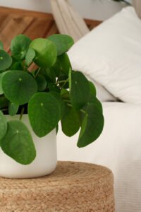 ZURA Pilea Peperomioides