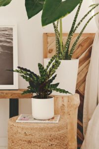 ZURA Calathea Lancifolia