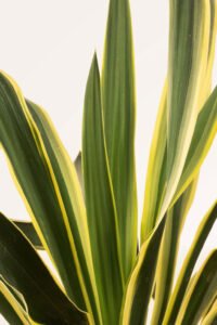 ZURA Yucca Gloriosa