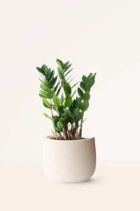 ZURA Zamioculcas