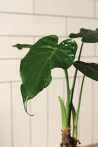 ZURA Alocasia Cucullata