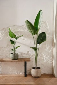 ZURA Ave del Paraíso STRELITZIA AUGUSTA, PLATANERO