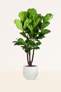 ZURA Aeschynanthus Mona Lisa_5Ficus Lyrata Copa