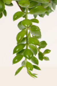 ZURA Cotyledon Pendens
