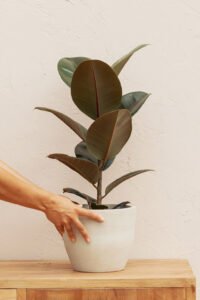ZURA Ficus Elastica Abidjan