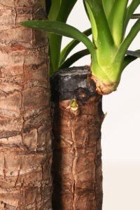 ZURA Yucca Elephantipes