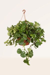 ZURA Plectranthus Australis
