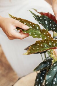 ZURA Begonia Maculata