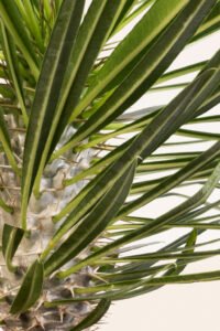 ZURA Palmera de Madagascar