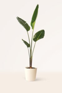 ZURA Ave del Paraíso STRELITZIA AUGUSTA, PLATANERO