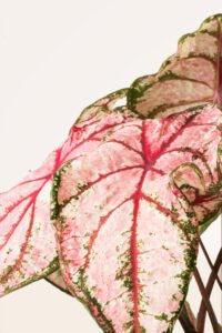 ZURA Caladium Pink Beauty