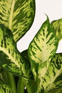 ZURA Dieffenbachia Reflector