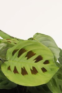 ZURA Maranta Kerchoveana