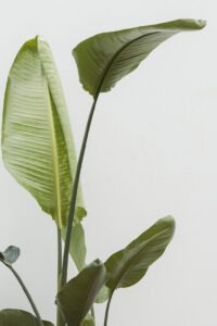 ZURA Ave del Paraíso STRELITZIA AUGUSTA, PLATANERO