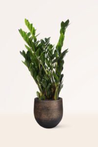 ZURA Calathea Medallion