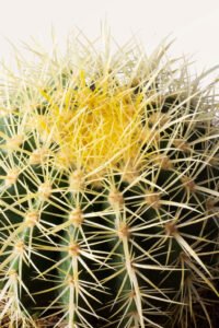 ZURA Cactus Echinocactus Grusonii