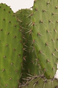 ZURA Opuntia Leucotricha