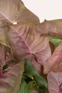 ZURA Syngonium Red Heart