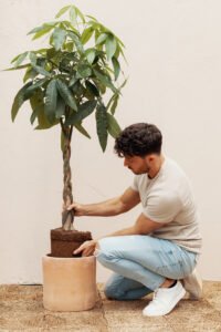 ZURA Pachira Aquatica ARBOL DE LA RIQUEZA, CASTAÑA DE AGUA